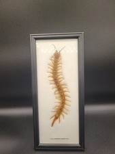  Wood & Glass Frame – 5" x 12" Scolopendra MORSITANS 