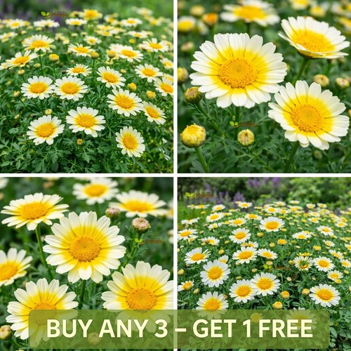 Crown daisy kantochuba - crown,