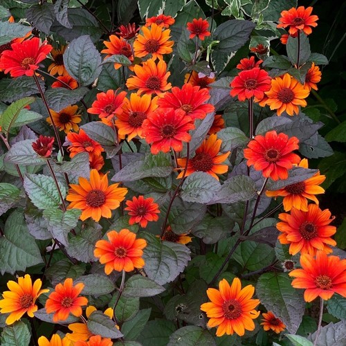 Heliopsis bleeding hearts - bleeding,