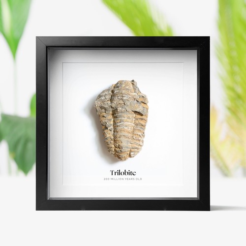 Trilobite real dinosaur fossil - trilobite,