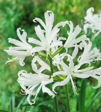 Nerine Bowdenii 'Alba' 'White