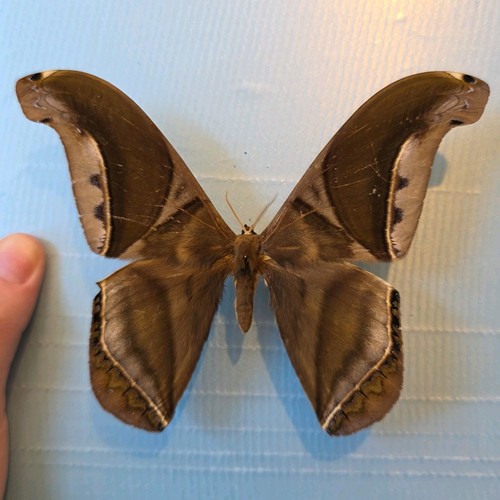 Rhescynthis hippodamia set - hippodamia,