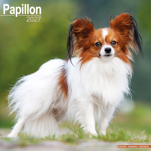 Papillon 2027 calendar dog - 2027,