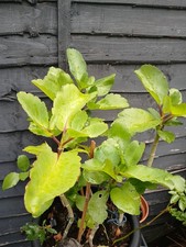 Wonder of the world Podophyllum pinetum Kalanchoe pinnata Leaf of Life 1 Leaf