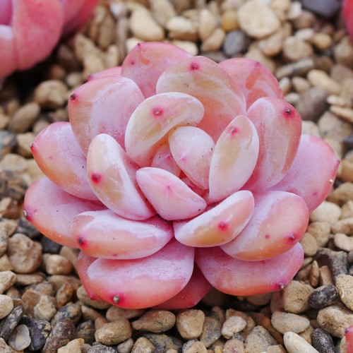 Echeveria snow angel - snow,
