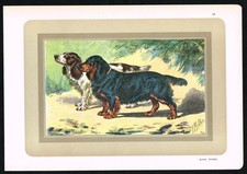 Black Cocker Spaniel (Black