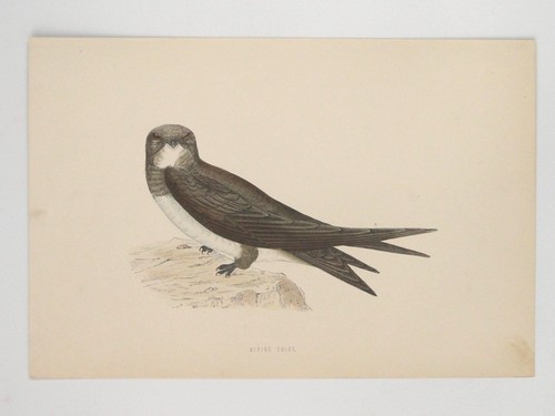Alpine swift british - alpine,