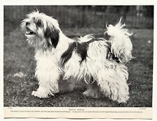 TIBETAN TERRIER DOG BREED - 1930s VINTAGE BOOK ILLUSTRATION