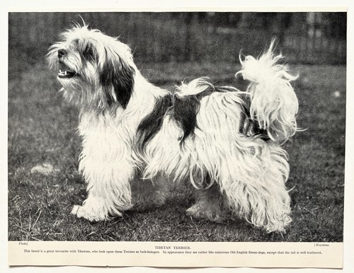 Tibetan terrier dog - terrier,