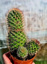CLEARANCE: Mammillaria Matudae