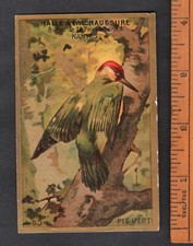 Green Woodpecker Bird Rare Profiled French Trade Card Circa 1900 Nantes