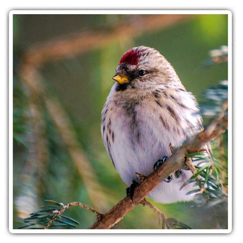 Square stickers cm - stickers,