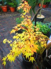 40inch inc. pot Japanese Maple