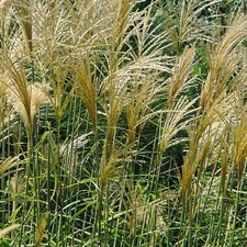 Miscanthus sinensis