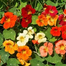Mixed Nasturtium Seeds –