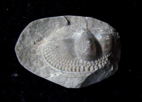 Ordovician trilobite fossil
