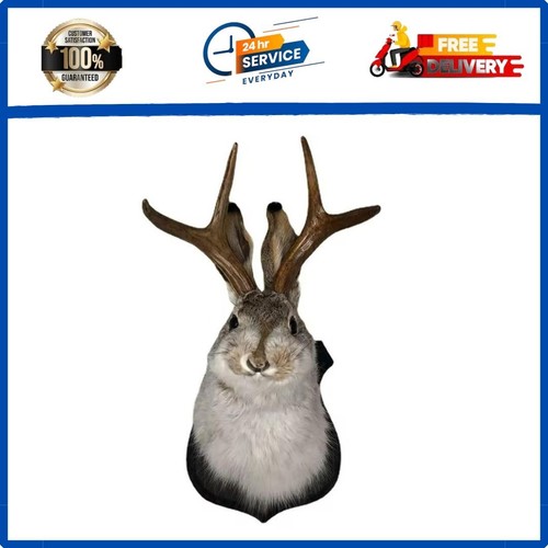 Animal home decoration - animal,