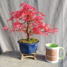 Beautiful Japanese Maple