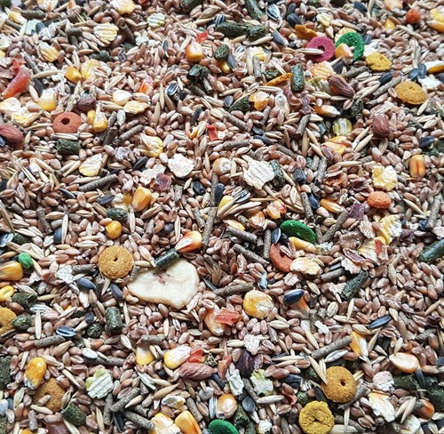Rodents food pet animal - pet,