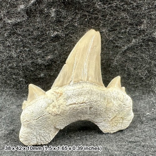 Otodus obliquus fossil shark