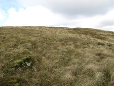 Photo 6x4 Tussock grass