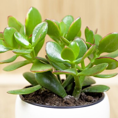 Jade money plant crassula - money, (crassula