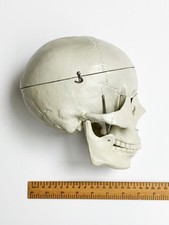 Human skull life-size anatomical model: hinged jaw + removable teeth & calvaria