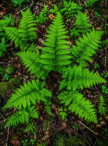 Woodland fern plants 100 - fern, 100%