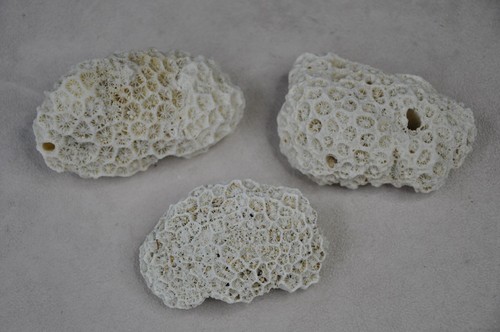 Natural real coral rock - 3,