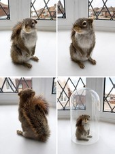 Vintage Squirrel Specimen