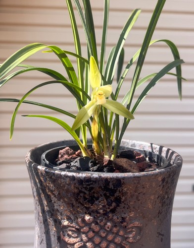 Rare cymbidium goeringii ar - cymbidium,