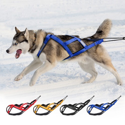 Back dog weight pulling - dog,