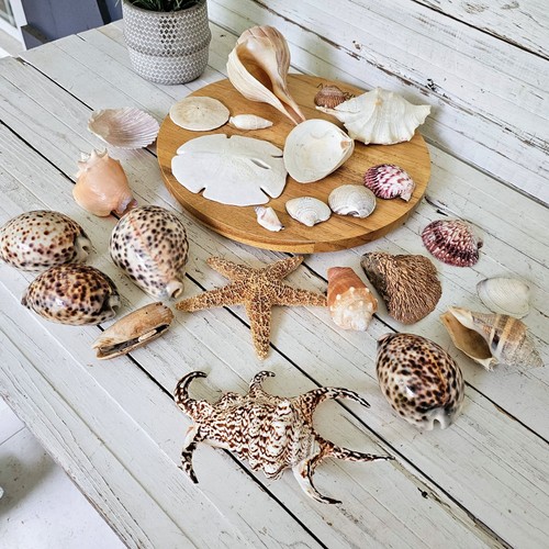 Large assorted sea - large,