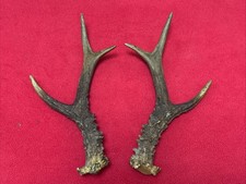 PAIR OF FANCY ROE DEER ANTLERS , 179g. aprox. 22,5/23cm.