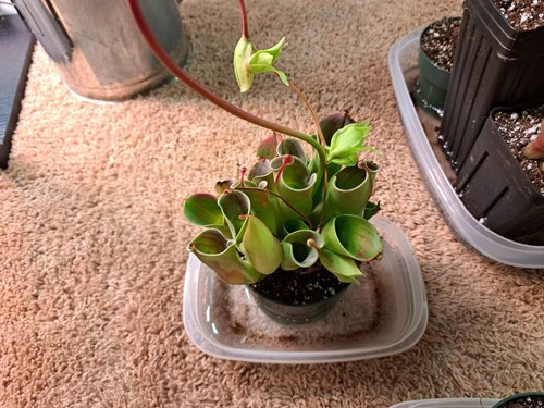 Heliamphora minor - heliamphora,