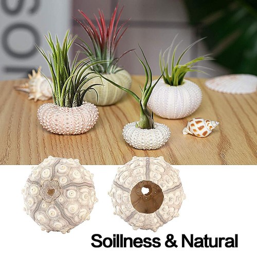 Pcs conch plant holders sea - holders,