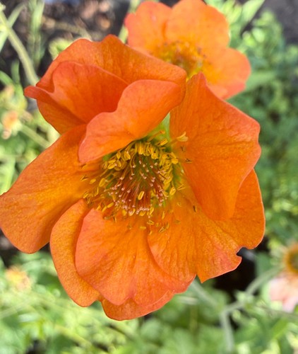 Geum totally tangerine - "totally, three