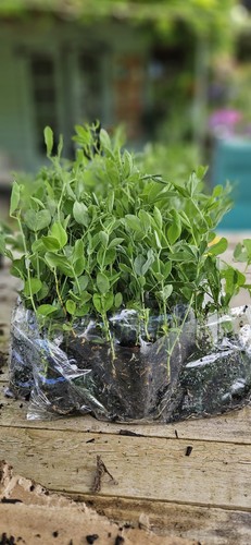 Sweet pea seedlings - seedlings,
