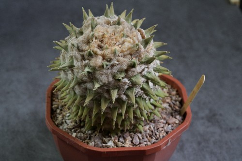 Ariocarpus retusus xxl 15cm - retusus,