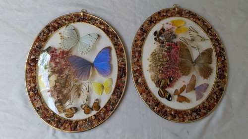 Oval domed butterfly - oval, displays