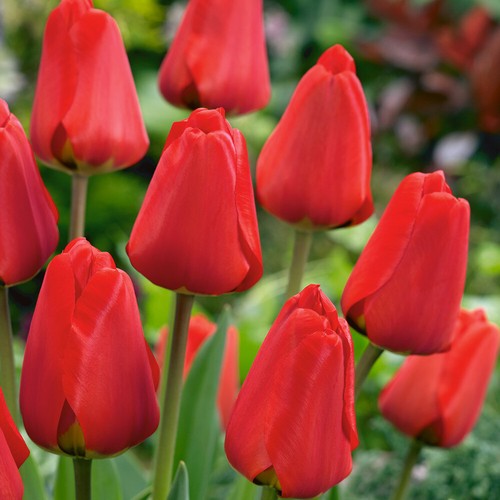 Red tulips apeldoorn - red,