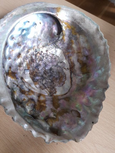 Vintage large abalone - vintage, sea