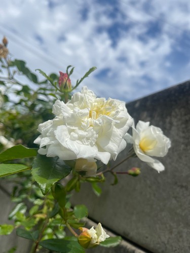Climbing rose white - climbing,