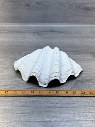 Large natural white giant clam - large,