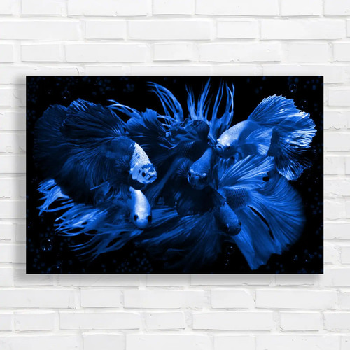 Vibrant siamese fighting fish - vibrant,