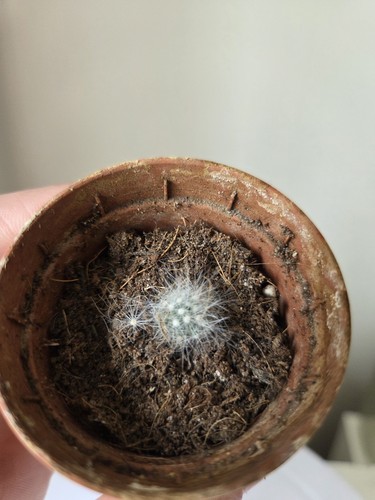 Home grown baby cacti - cacti, in