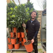 Bay Tree Plant Large Double