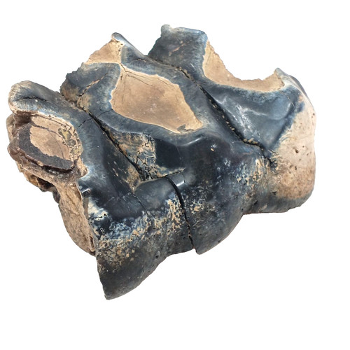 Unidentified fossil tooth - fossil,
