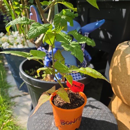 Tayberry hardy fruit bush - tayberry,