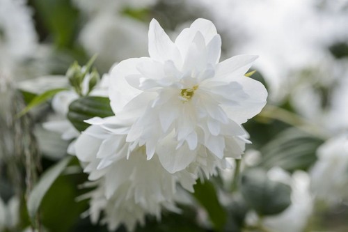 Philadelphus minnesota - philadelphus,